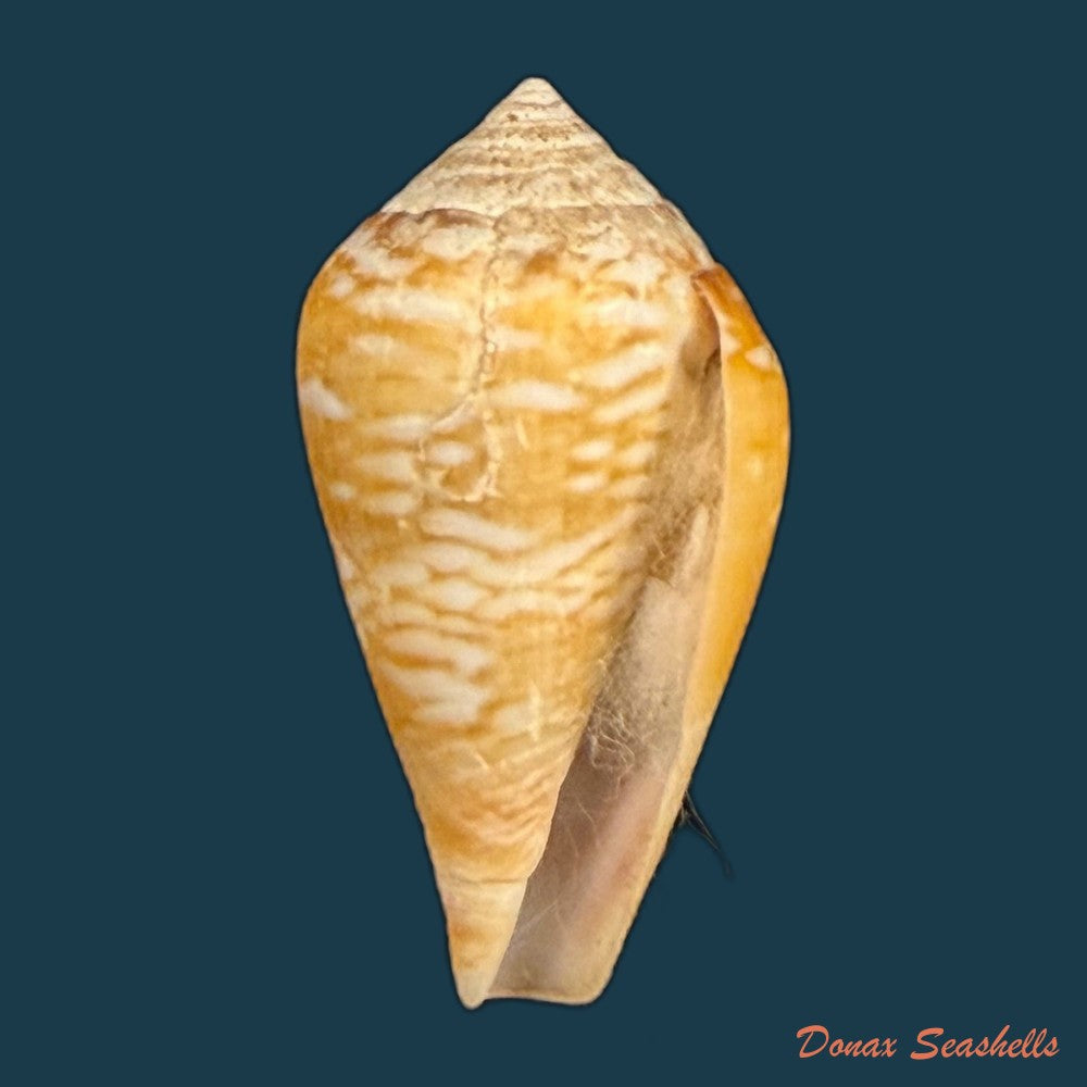conus-cacao-ferrario-1983-27-5mm-copia