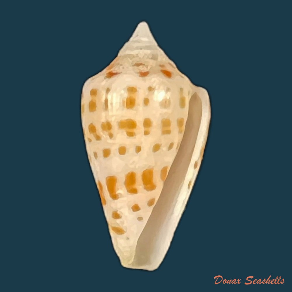 conus-caracanus-hwass-1792-64-4mm-copia