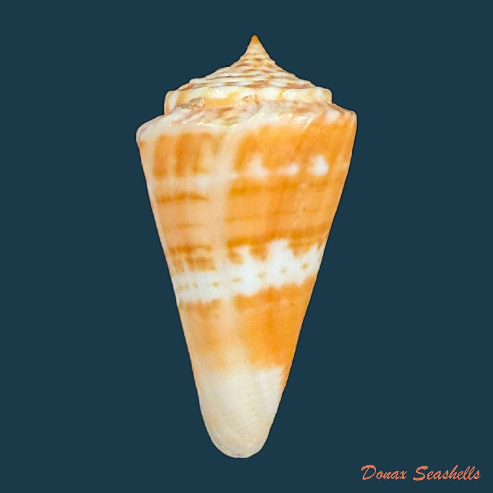 conus-carioca-petuch-1986-36-1mm-copia