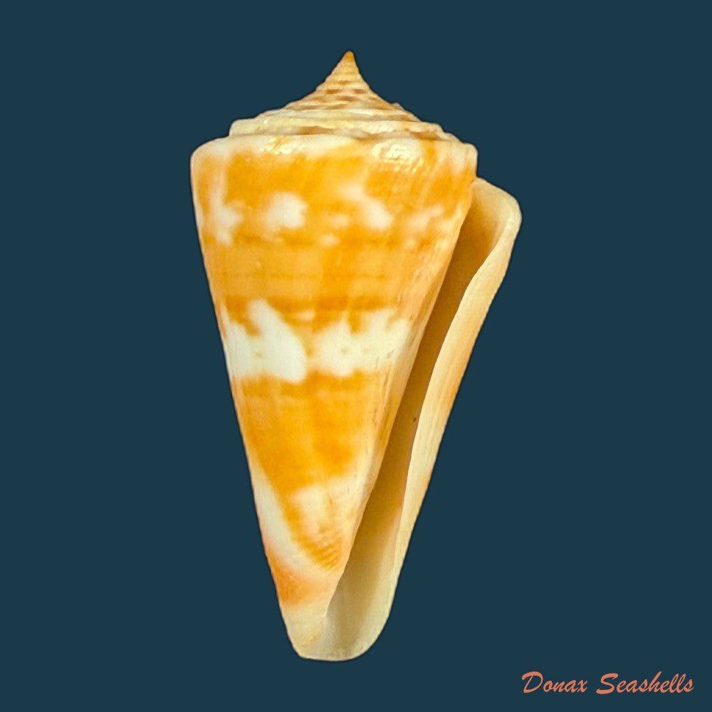 conus-carioca-petuch-1986-36-1mm-copia