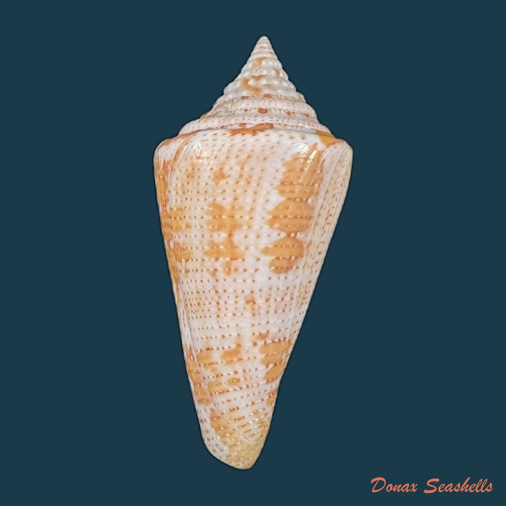 conus-ceruttii-cargile-1997-25-2mm-copia