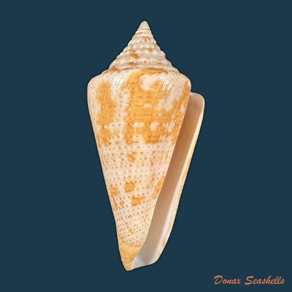 conus-ceruttii-cargile-1997-25-2mm-copia