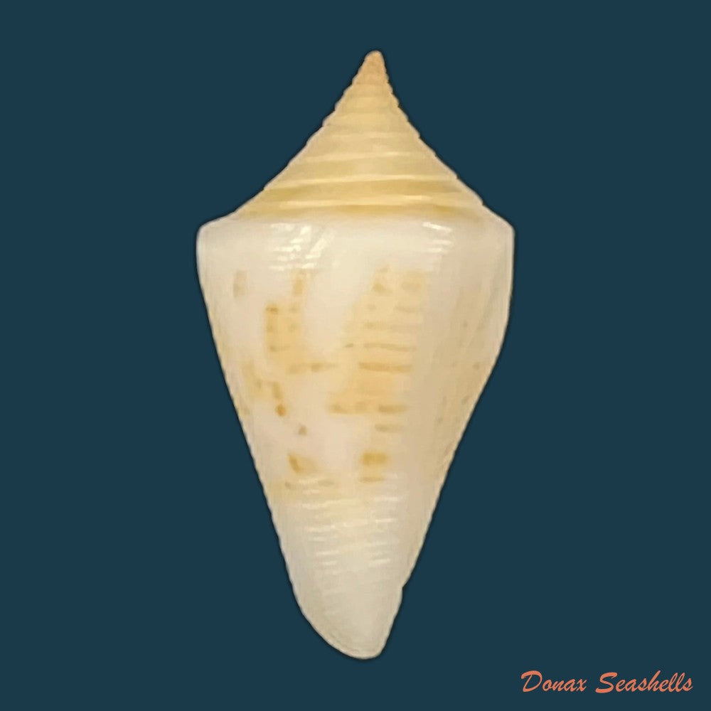 conus-cf-penchaszadehi-petuch-1986-29-5mm-copia