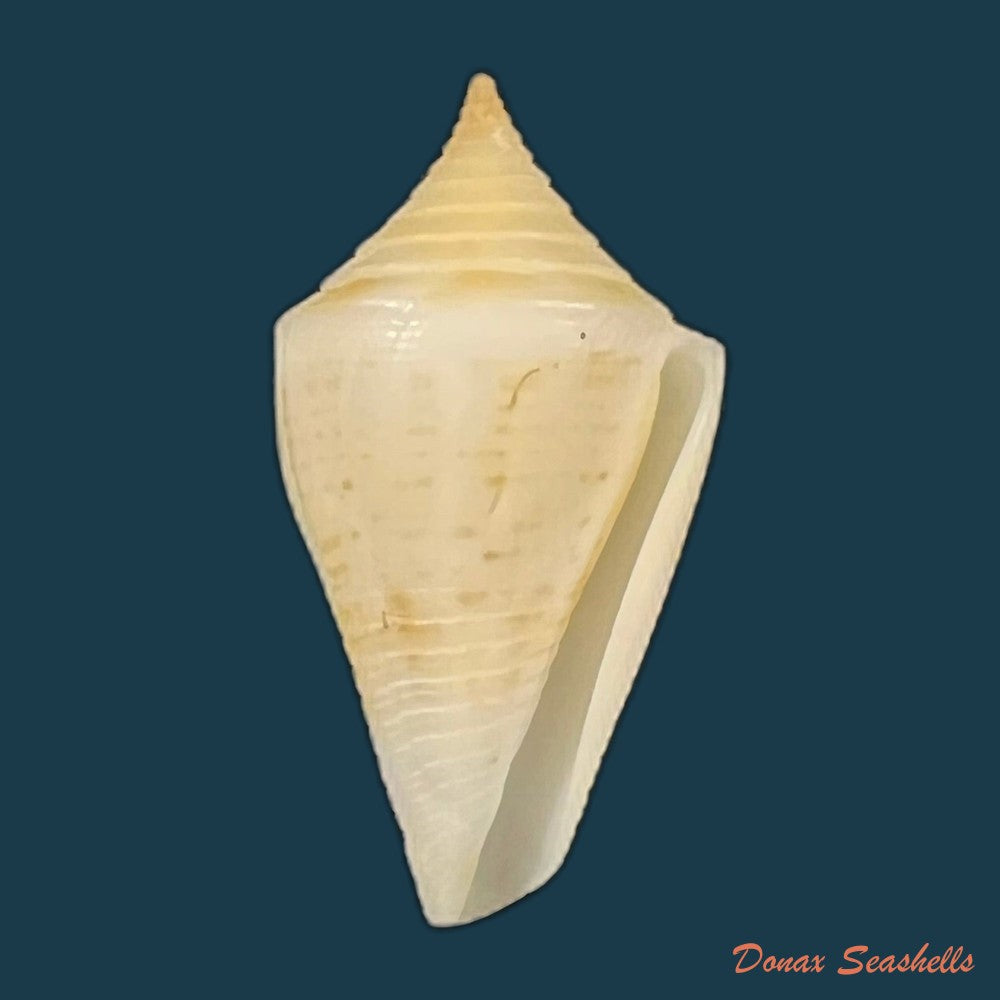 conus-cf-penchaszadehi-petuch-1986-29-5mm-copia