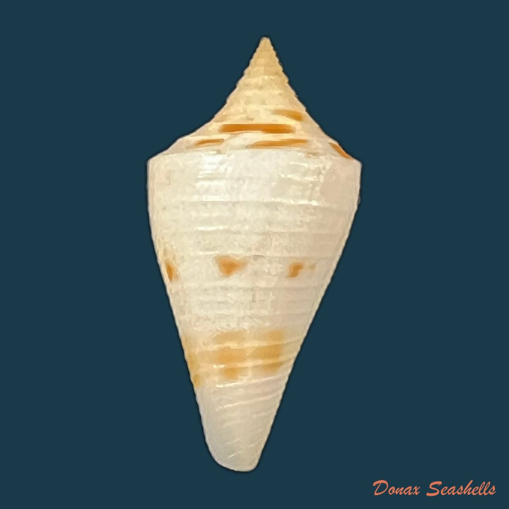 conus-cf-penchaszadehi-petuch-1986-30-4mm-copia