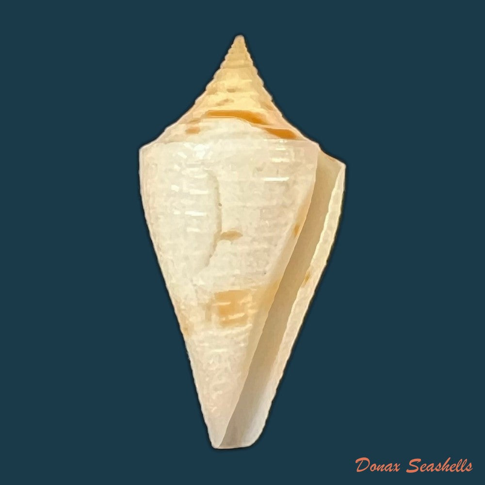 conus-cf-penchaszadehi-petuch-1986-30-4mm-copia