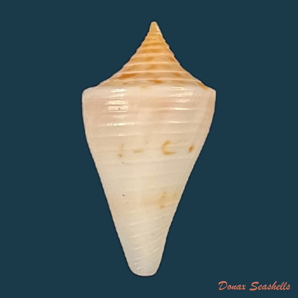 conus-cf-rosalindensis-petuch-1998-19mm-copia