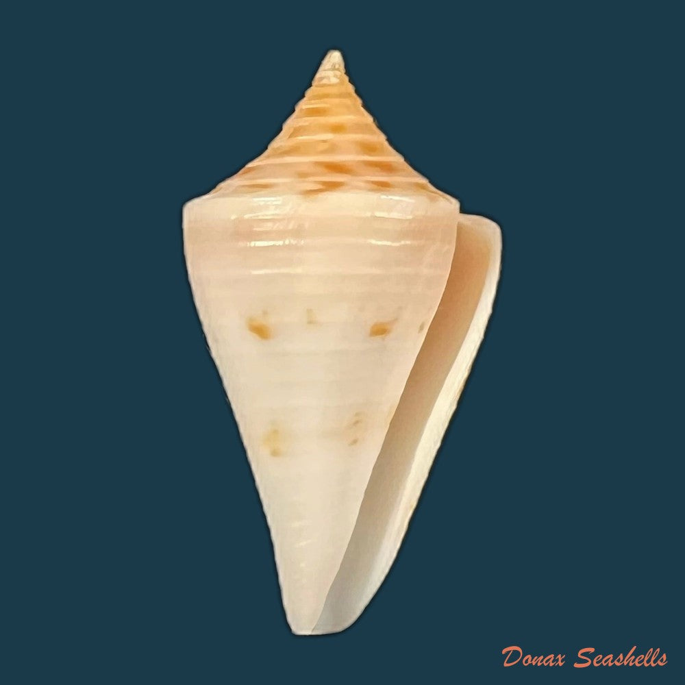 conus-cf-rosalindensis-petuch-1998-19mm-copia