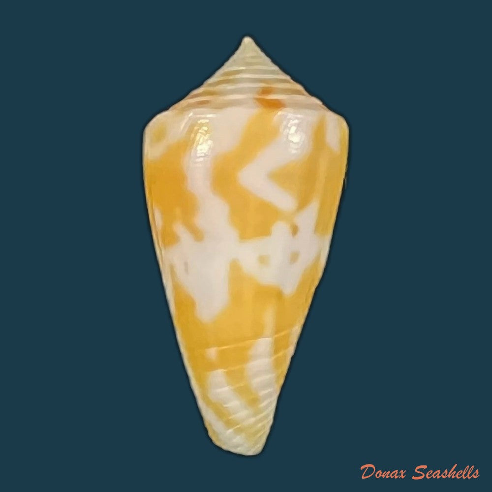 conus-cingulatus-g-b-sowerby-i-1825-19-8mm-copia