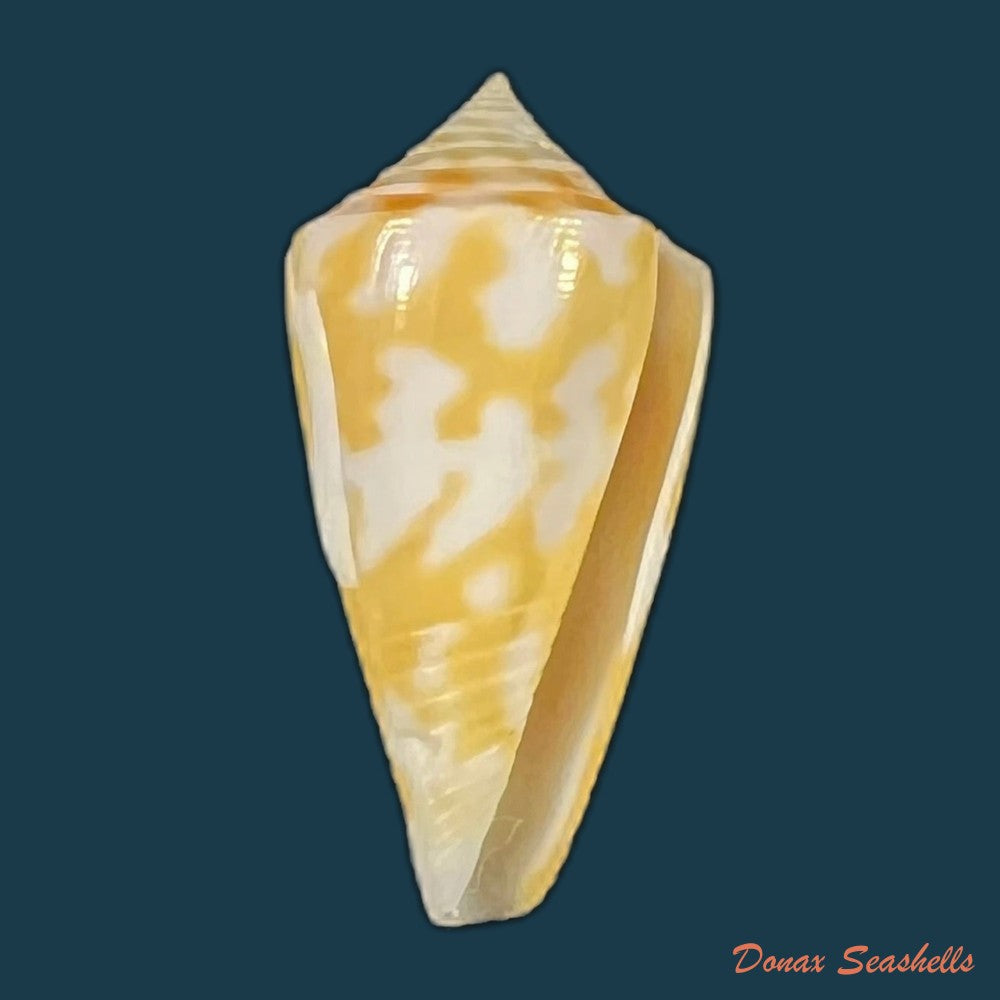 conus-cingulatus-g-b-sowerby-i-1825-19-8mm-copia