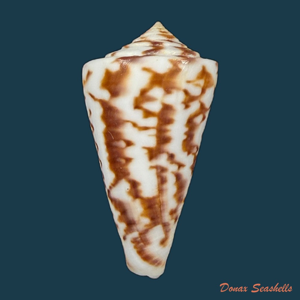 conus-clerii-reeve-1844-41mm-copia