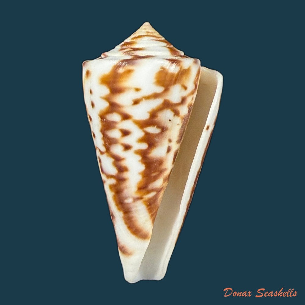 conus-clerii-reeve-1844-41mm-copia