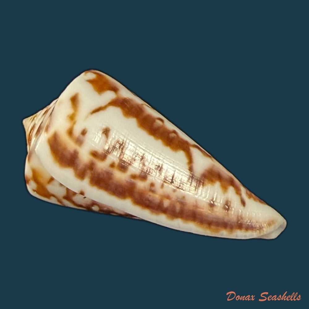 conus-clerii-reeve-1844-41mm-copia