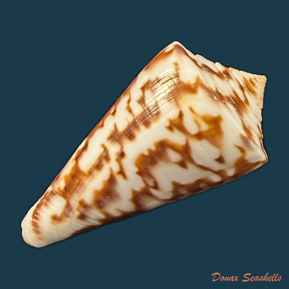 conus-clerii-reeve-1844-41mm-copia