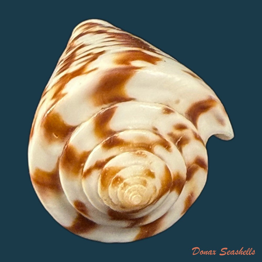 conus-clerii-reeve-1844-41mm-copia