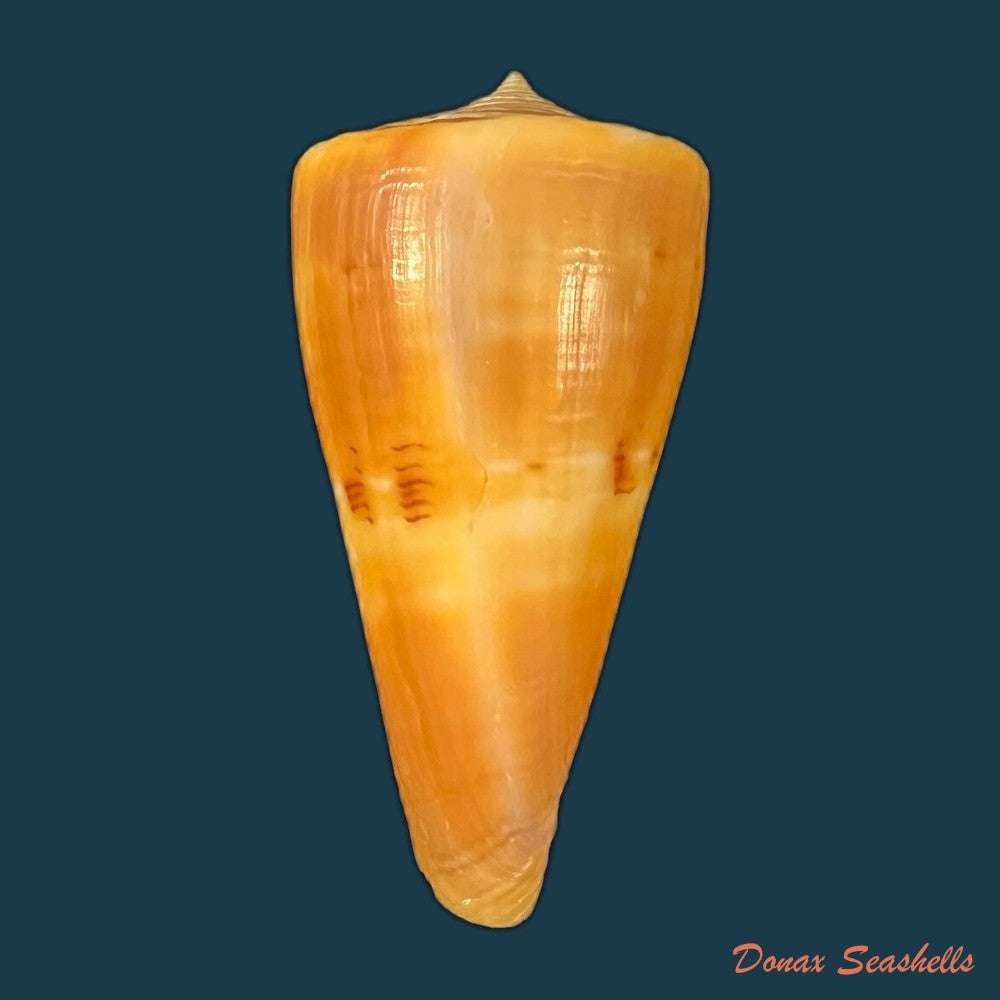 conus-coltrorum-petuch-r-f-myers-2014-65-5mm-copia