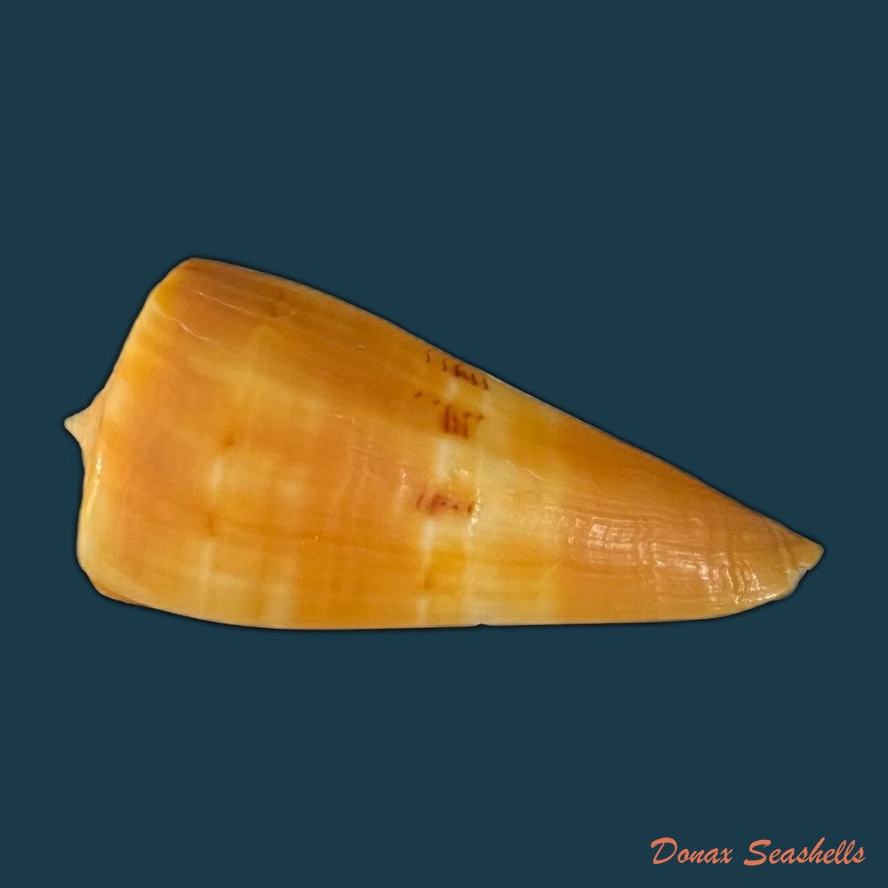 conus-coltrorum-petuch-r-f-myers-2014-65-5mm-copia