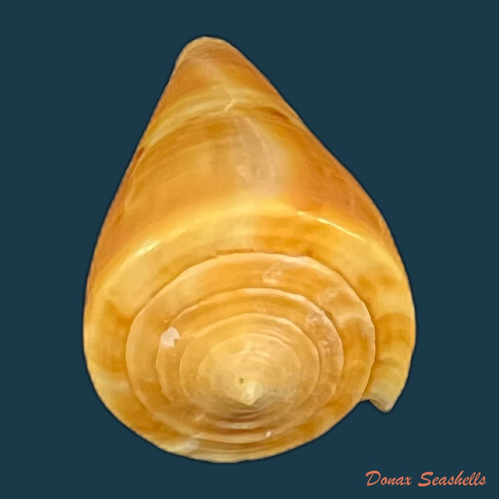 conus-coltrorum-petuch-r-f-myers-2014-65-5mm-copia
