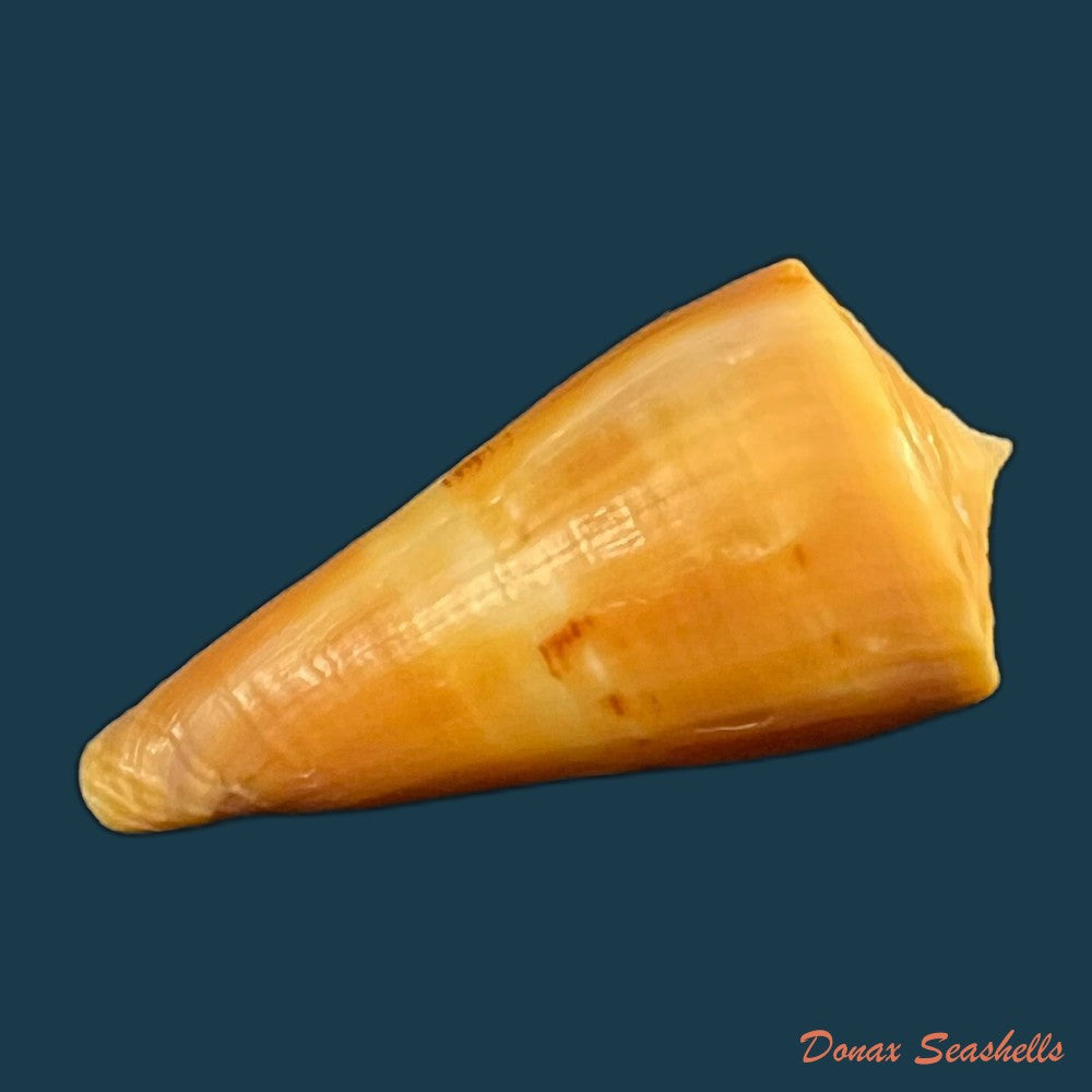 conus-coltrorum-petuch-r-f-myers-2014-65-5mm-copia