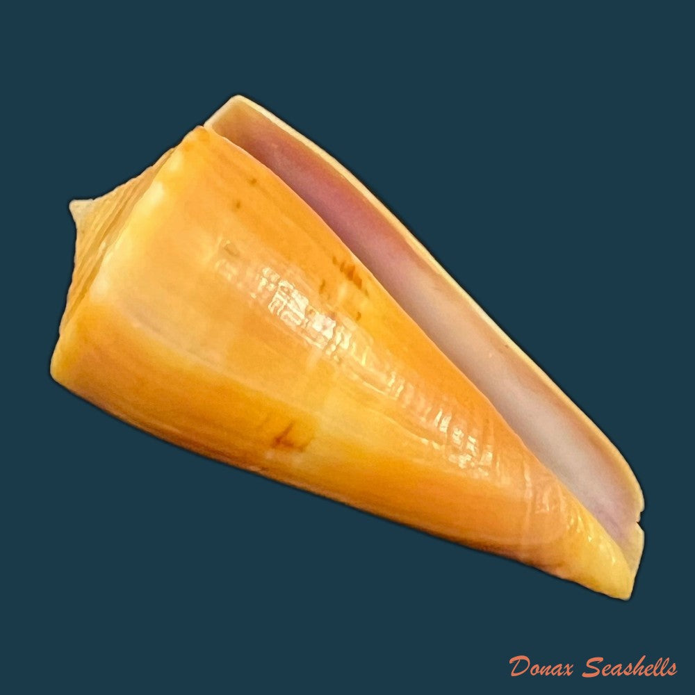 conus-coltrorum-petuch-r-f-myers-2014-65-5mm-copia