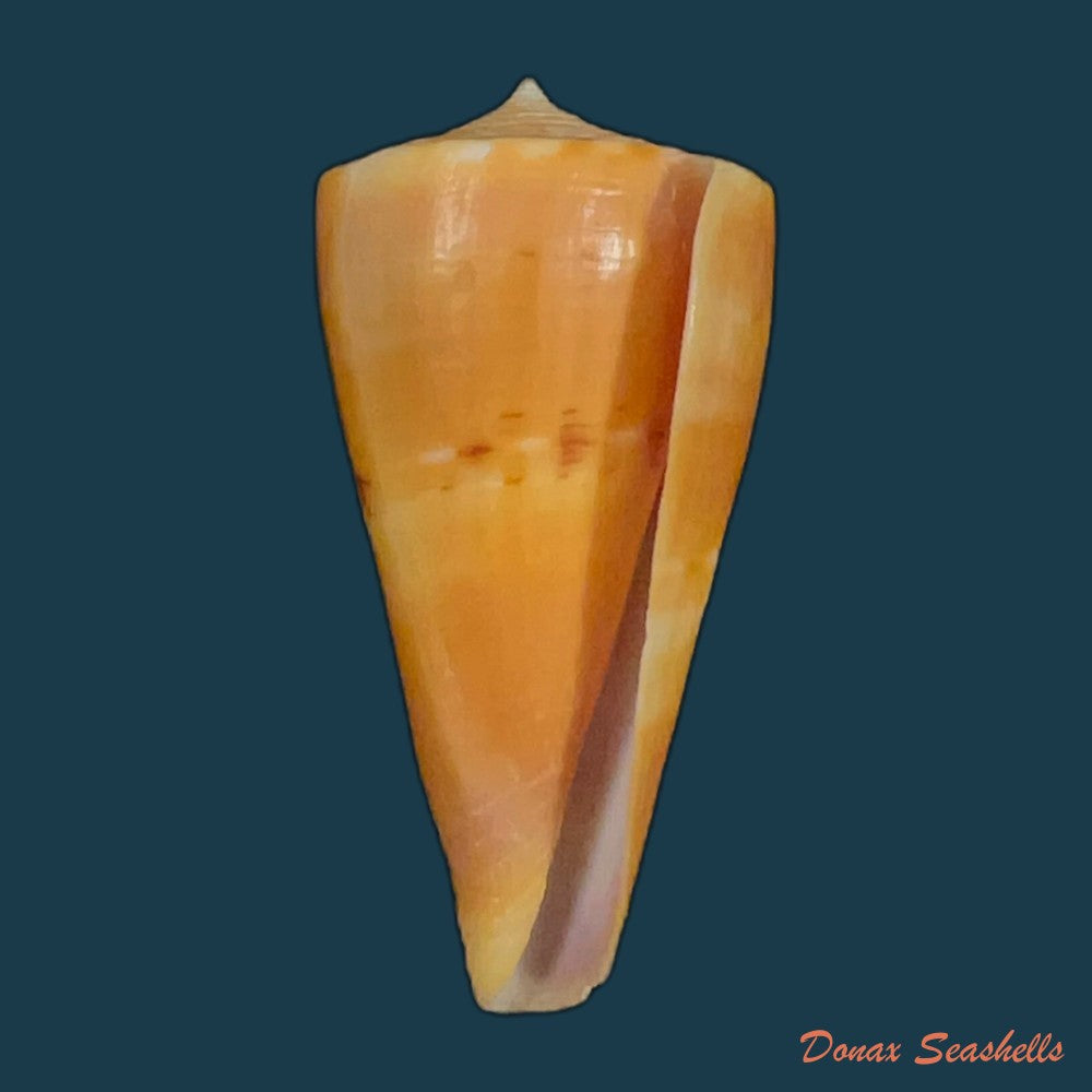 conus-coltrorum-petuch-r-f-myers-2014-65-5mm-copia