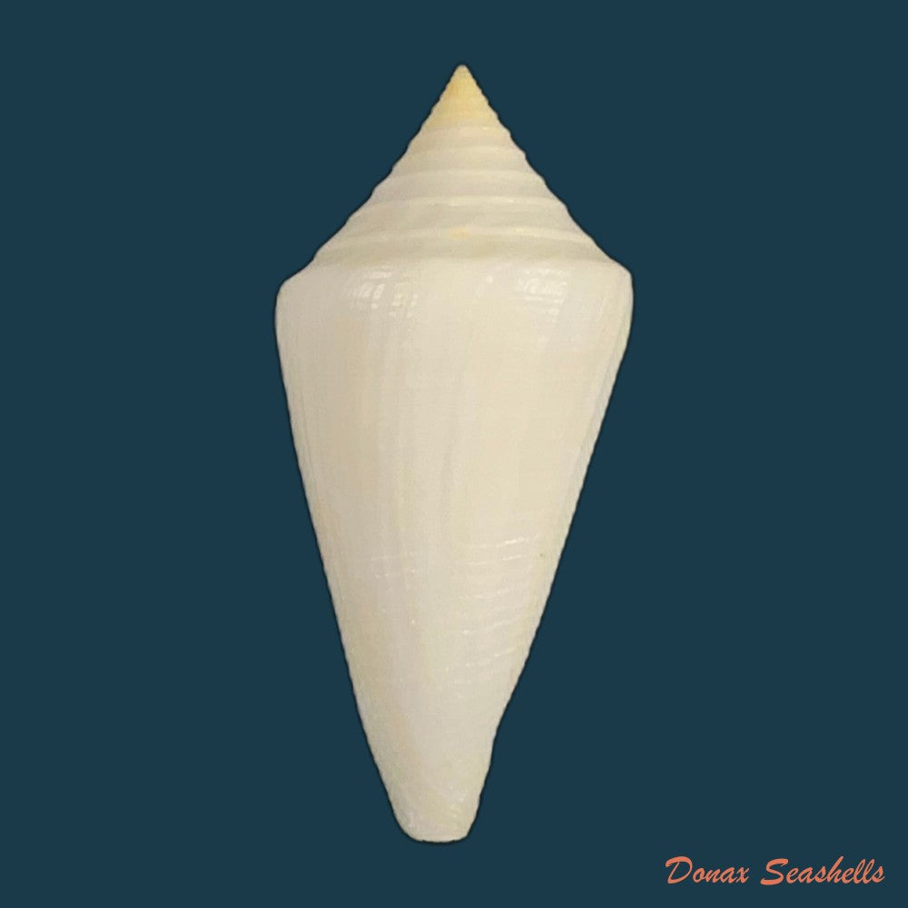 conus-coltrorum-petuch-r-f-myers-2014-69-9mm-copia