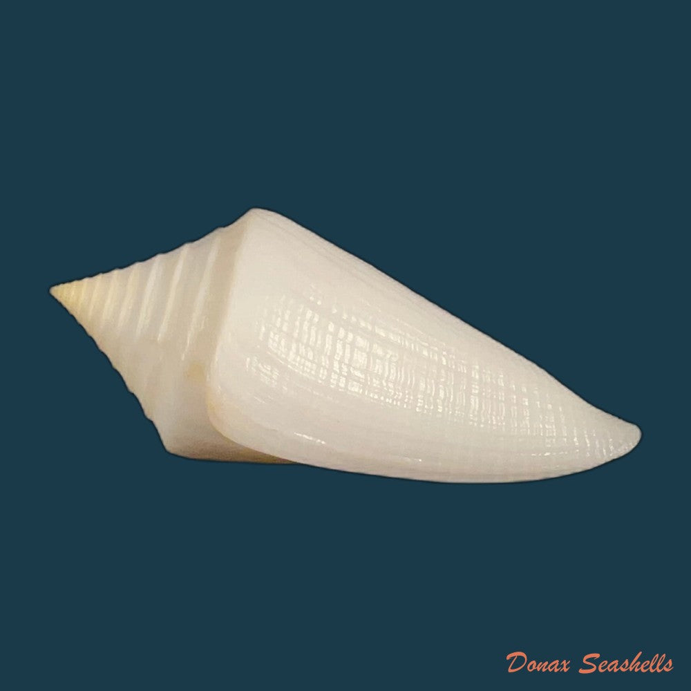 conus-coltrorum-petuch-r-f-myers-2014-69-9mm-copia