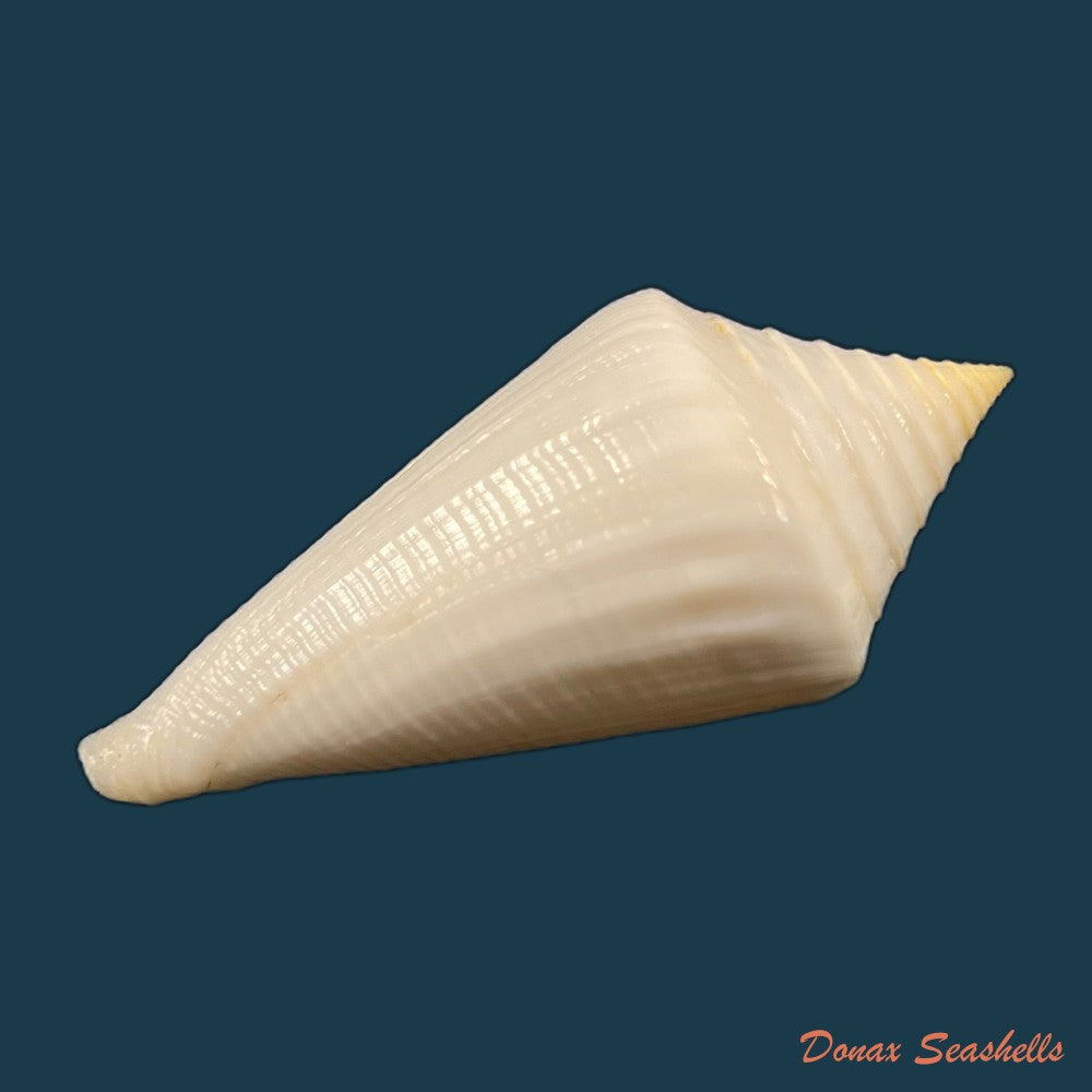 conus-coltrorum-petuch-r-f-myers-2014-69-9mm-copia