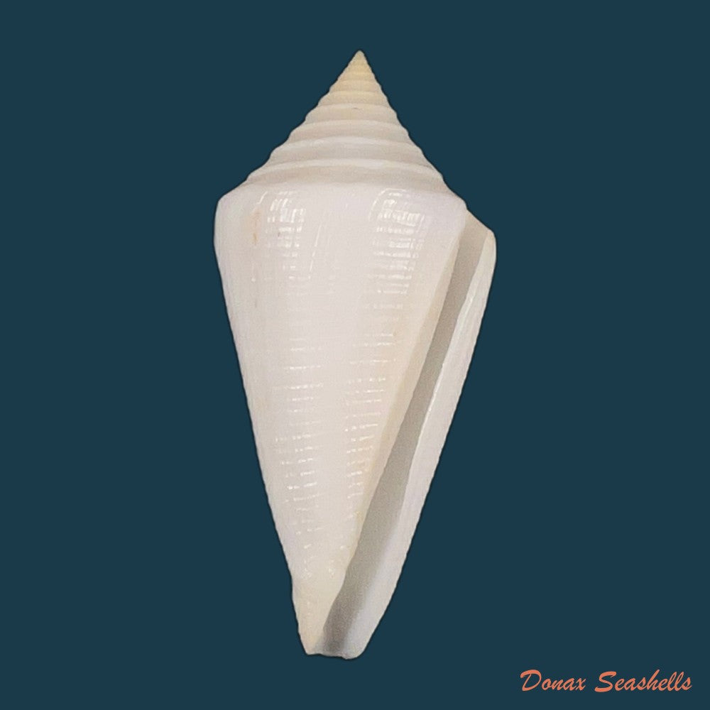 conus-coltrorum-petuch-r-f-myers-2014-69-9mm-copia
