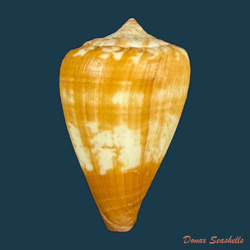 conus-ermineus-born-1778-55-6mm-copia