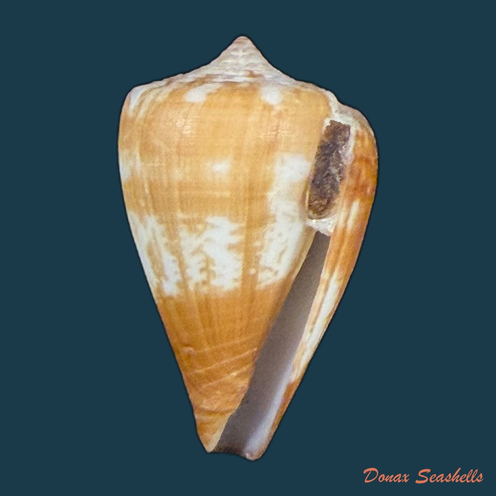 conus-ermineus-born-1778-55-6mm-copia
