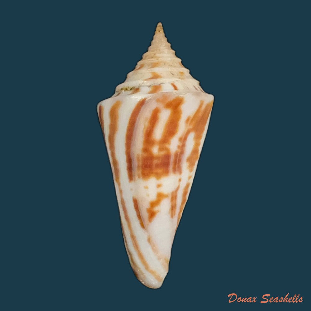 conus-flamingo-petuch-1980-18-7mm-copia