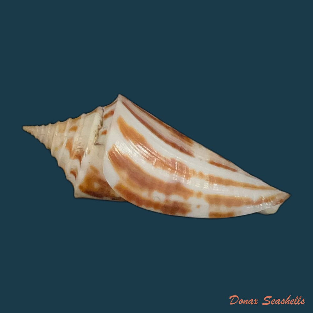 conus-flamingo-petuch-1980-18-7mm-copia