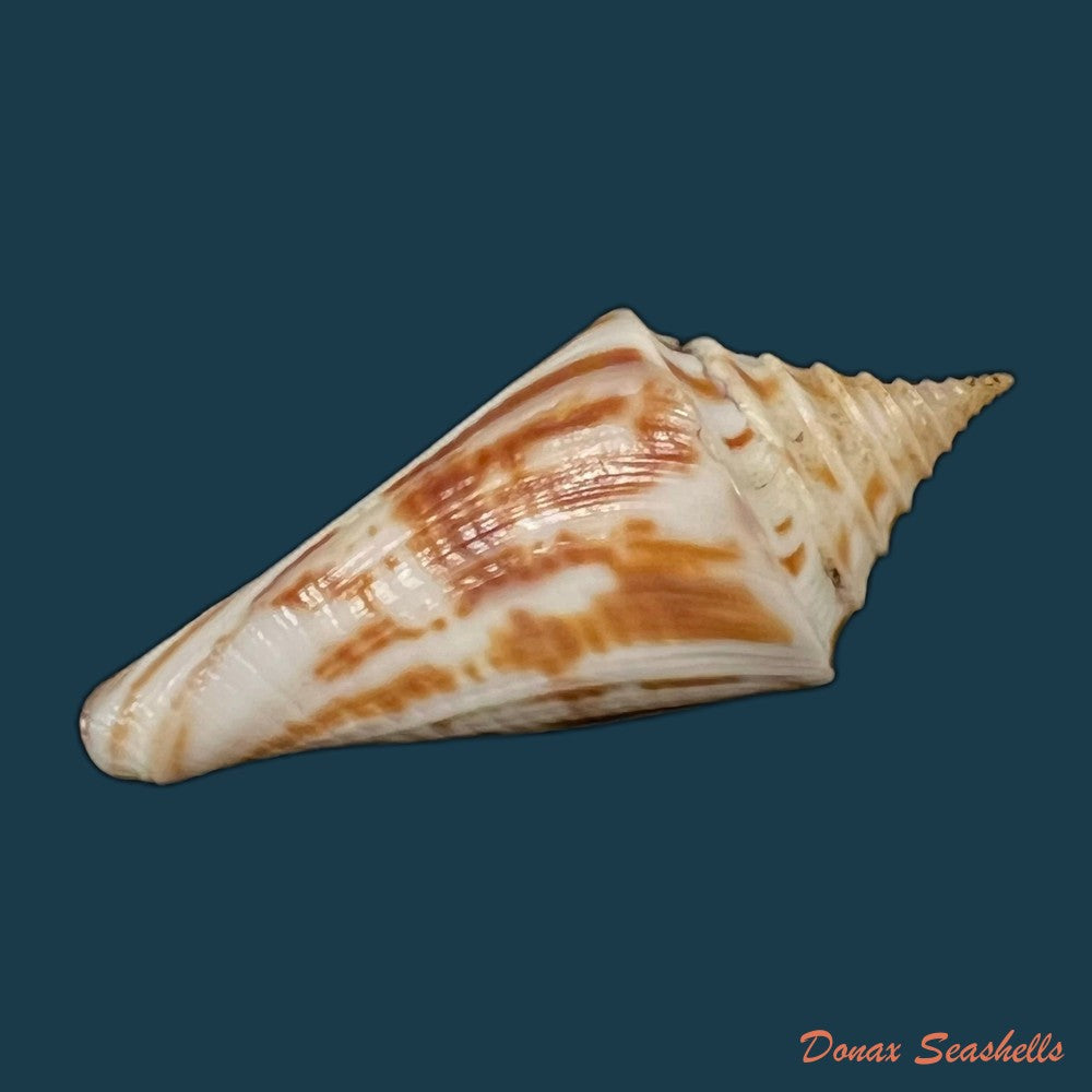 conus-flamingo-petuch-1980-18-7mm-copia