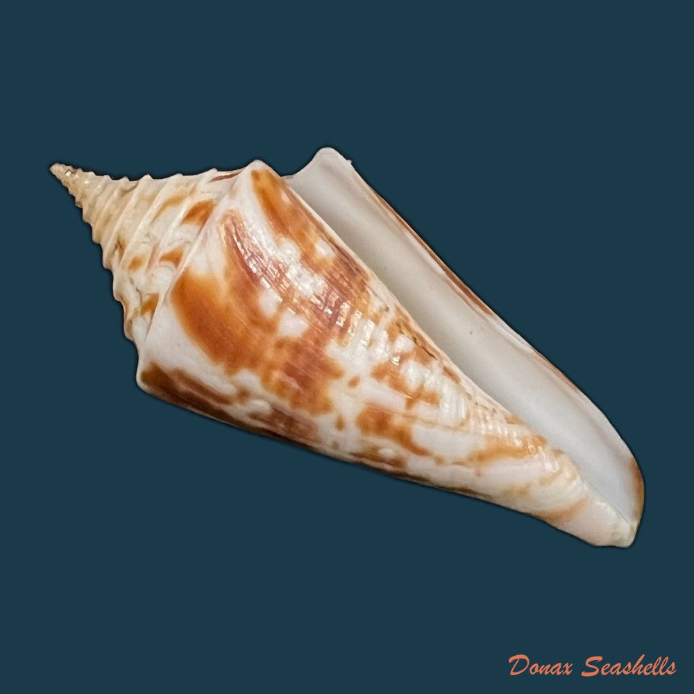 conus-flamingo-petuch-1980-18-7mm-copia