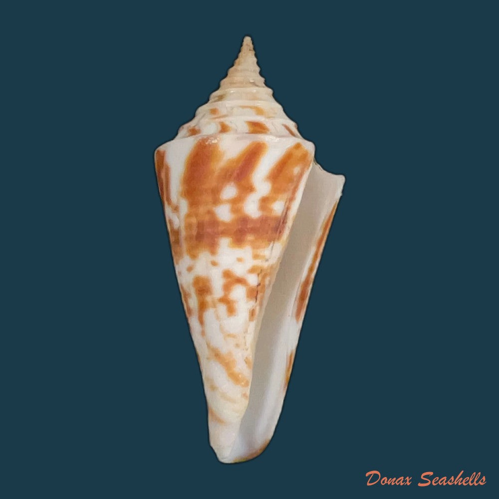 conus-flamingo-petuch-1980-18-7mm-copia