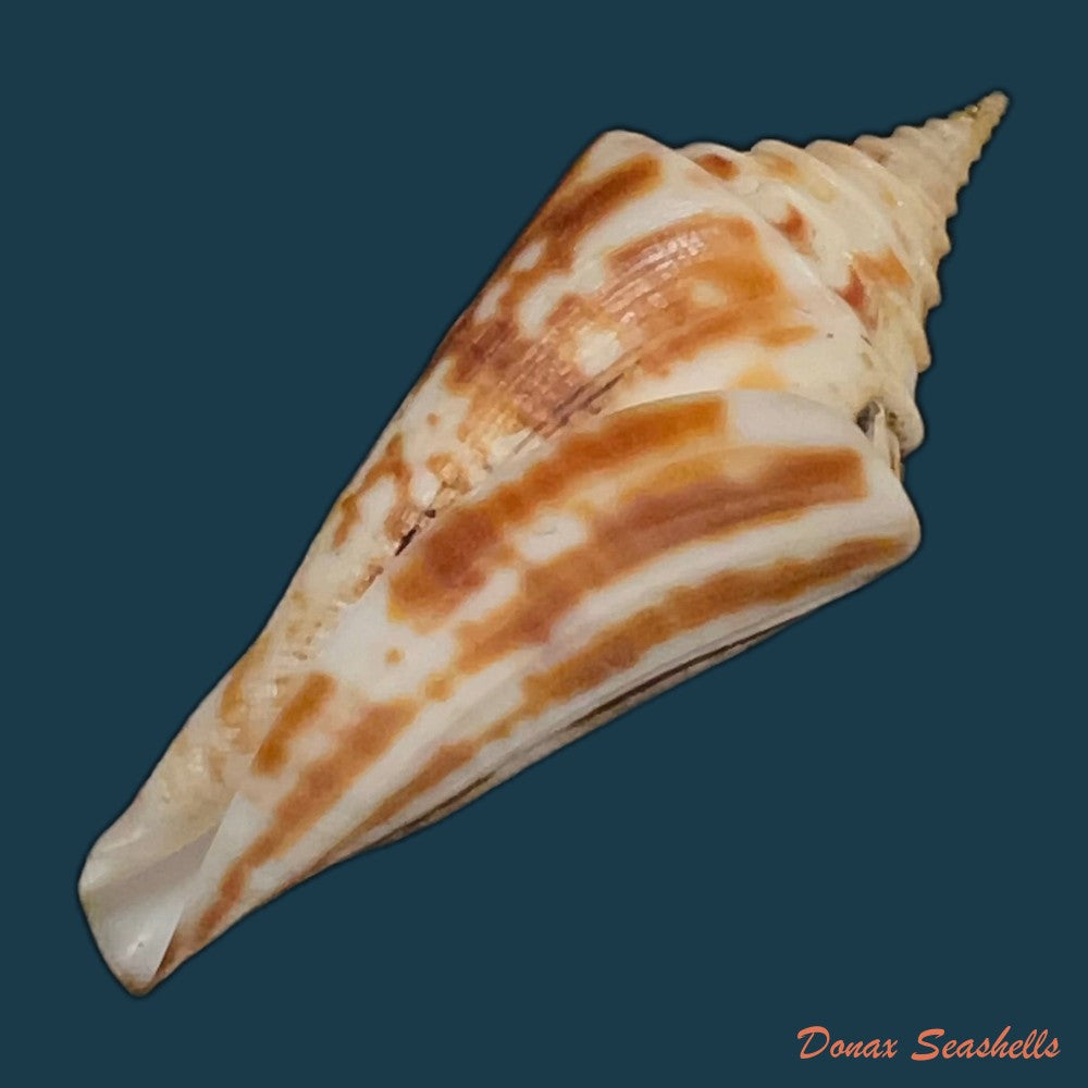conus-flamingo-petuch-1980-18-7mm-copia