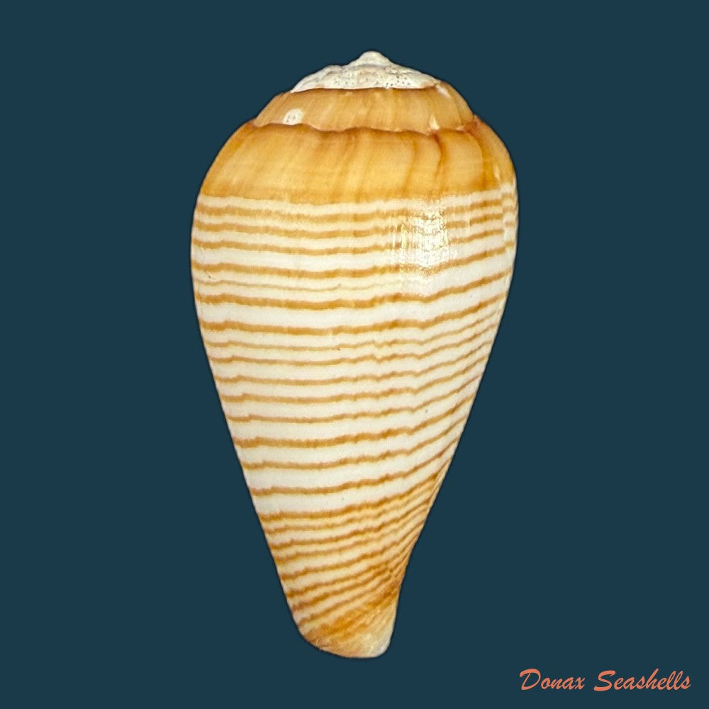 conus-fuscolineatus-g-b-sowerby-iii-1905-25-1mm-copia