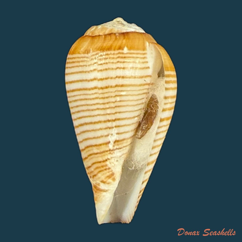 conus-fuscolineatus-g-b-sowerby-iii-1905-25-1mm-copia