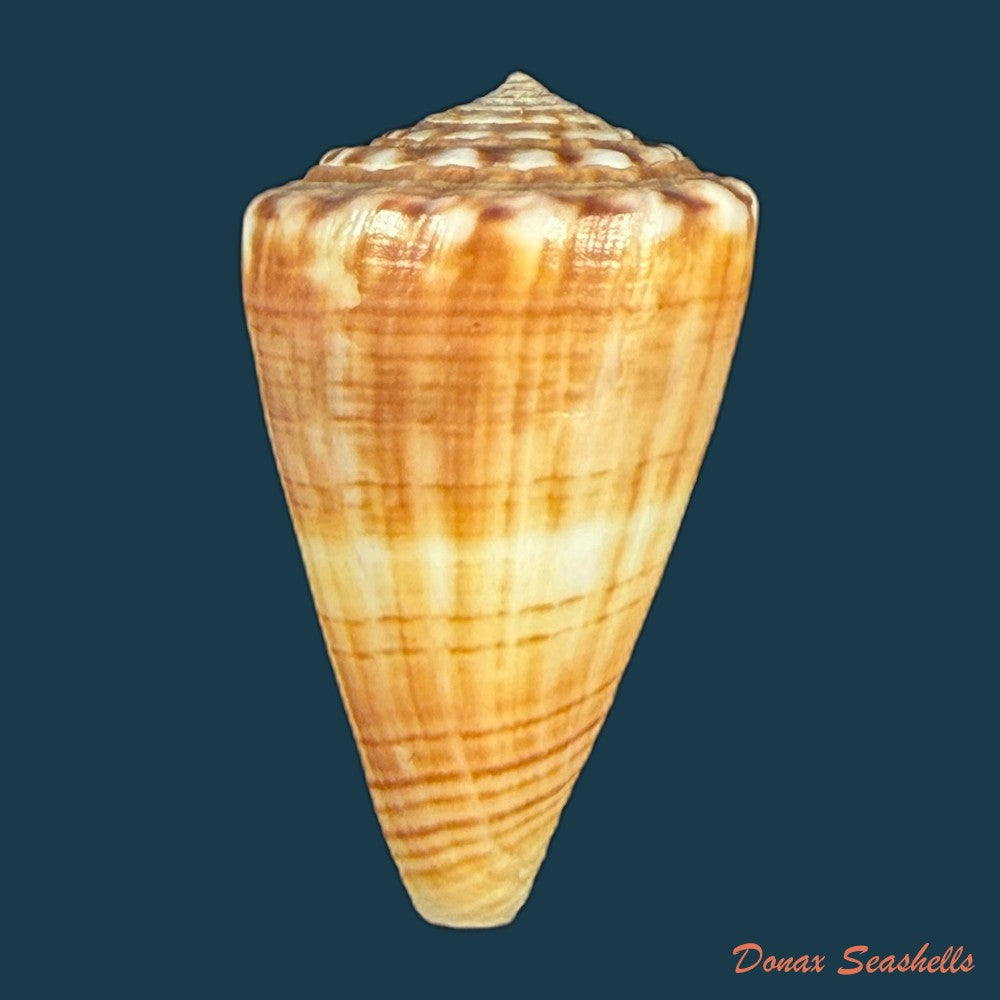 conus-gladiator-broderip-1833-32-8mm-copia