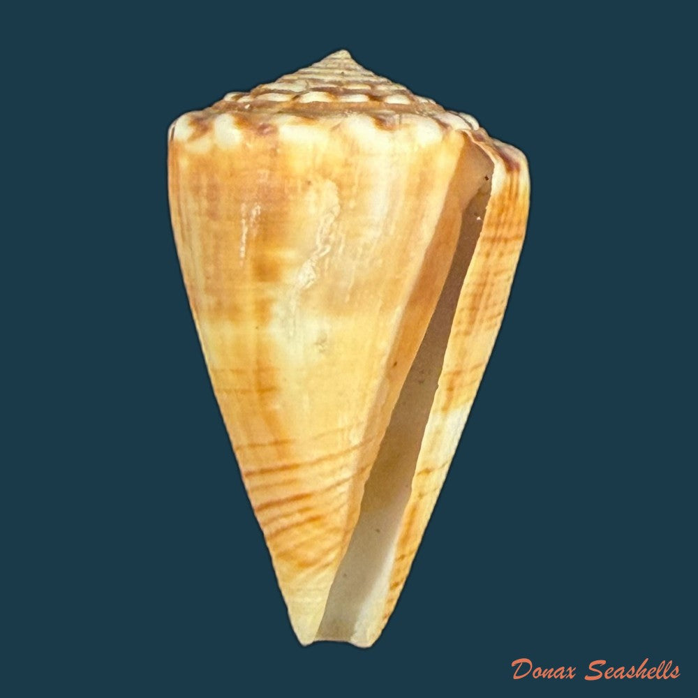 conus-gladiator-broderip-1833-32-8mm-copia