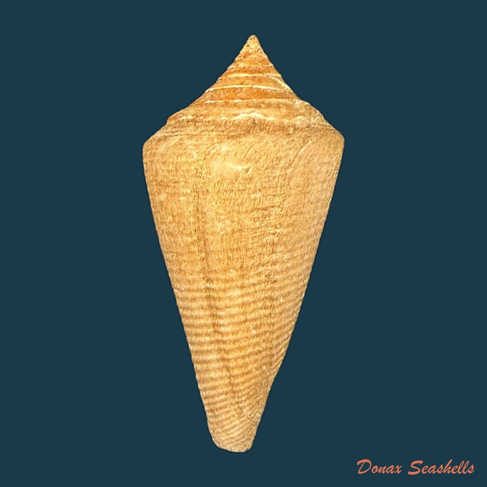 conus-hazinorum-petuch-r-f-myers-2014-41-3mm-copia-1