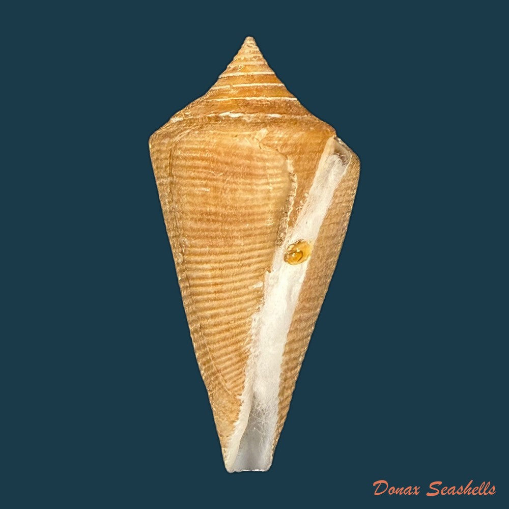 conus-hazinorum-petuch-r-f-myers-2014-41-3mm-copia-1