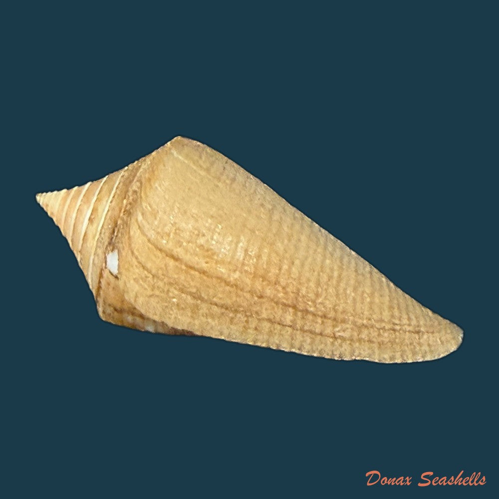 conus-hazinorum-petuch-r-f-myers-2014-41-3mm-copia