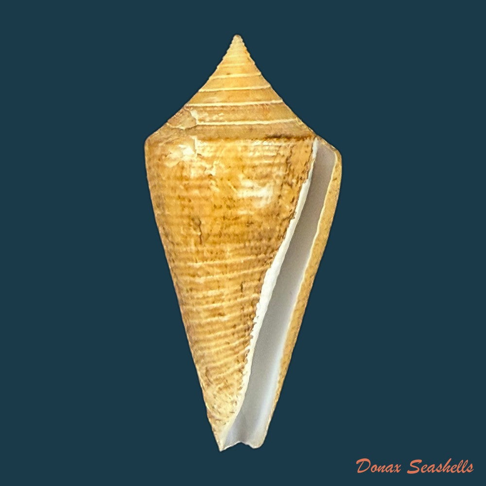 conus-hazinorum-petuch-r-f-myers-2014-41-3mm-copia