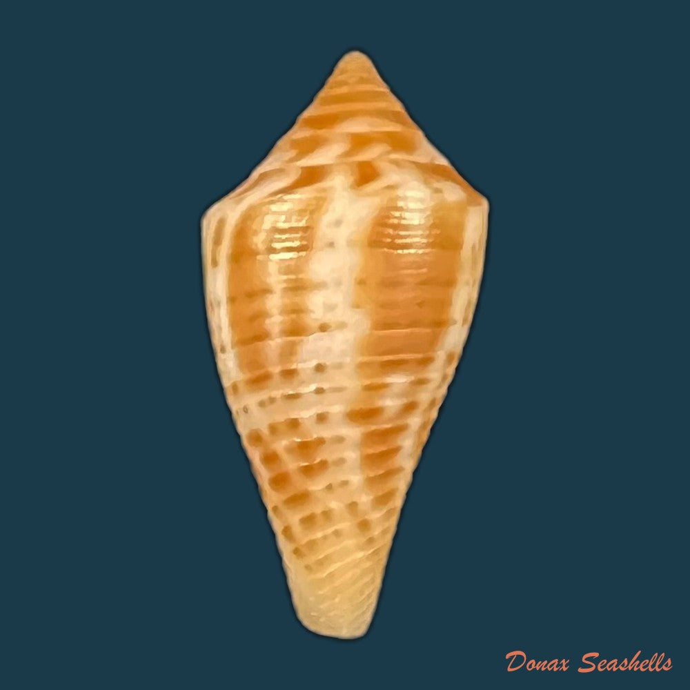 conus-julieandreae-cargile-1995-18-7mm-copia