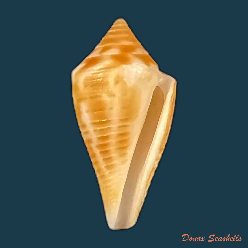 conus-julieandreae-cargile-1995-18-7mm-copia