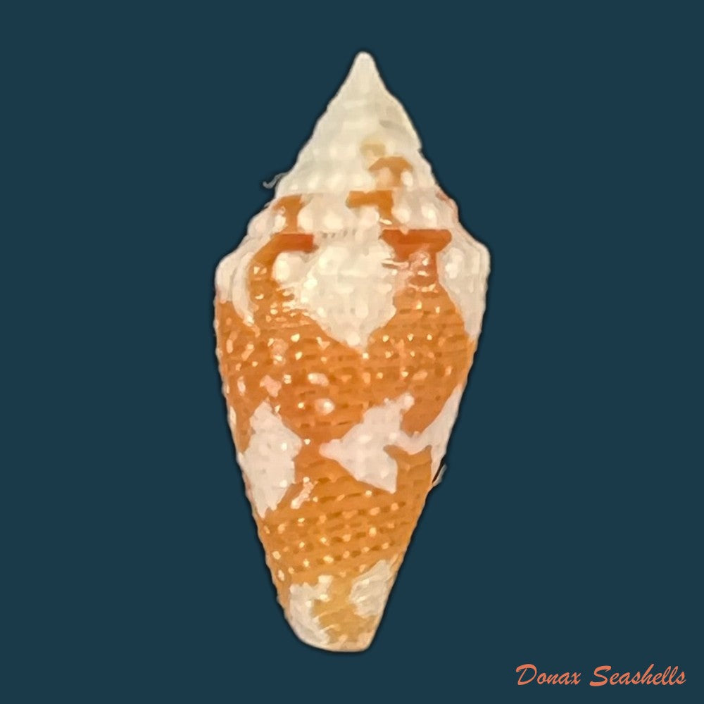 conus-julieandreae-cargile-1995-20-7mm-copia