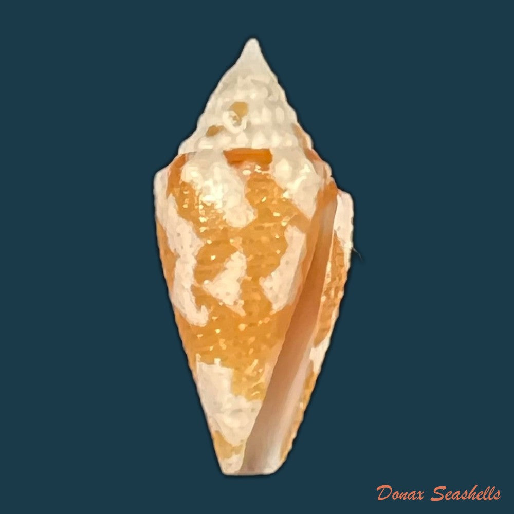 conus-julieandreae-cargile-1995-20-7mm-copia