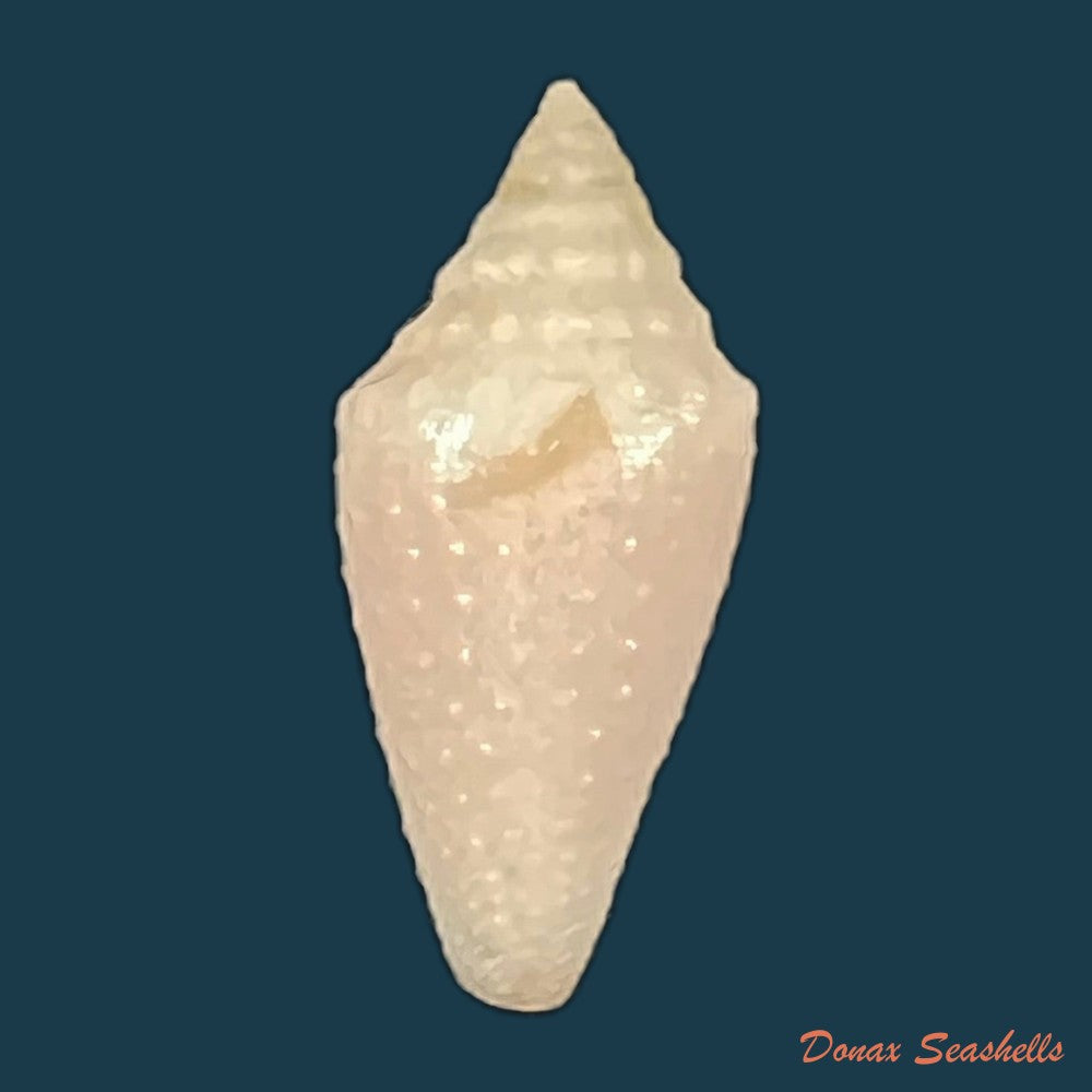 conus-julieandreae-cargile-1995-23-1mm-copia